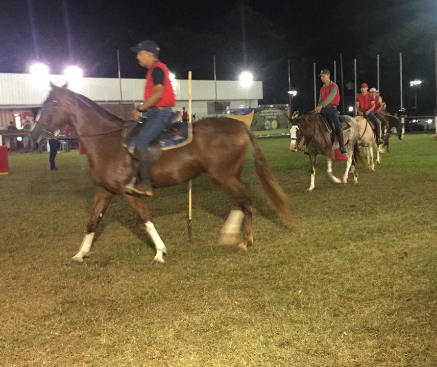 Começa julgamento da raça mangalarga na Expoingá