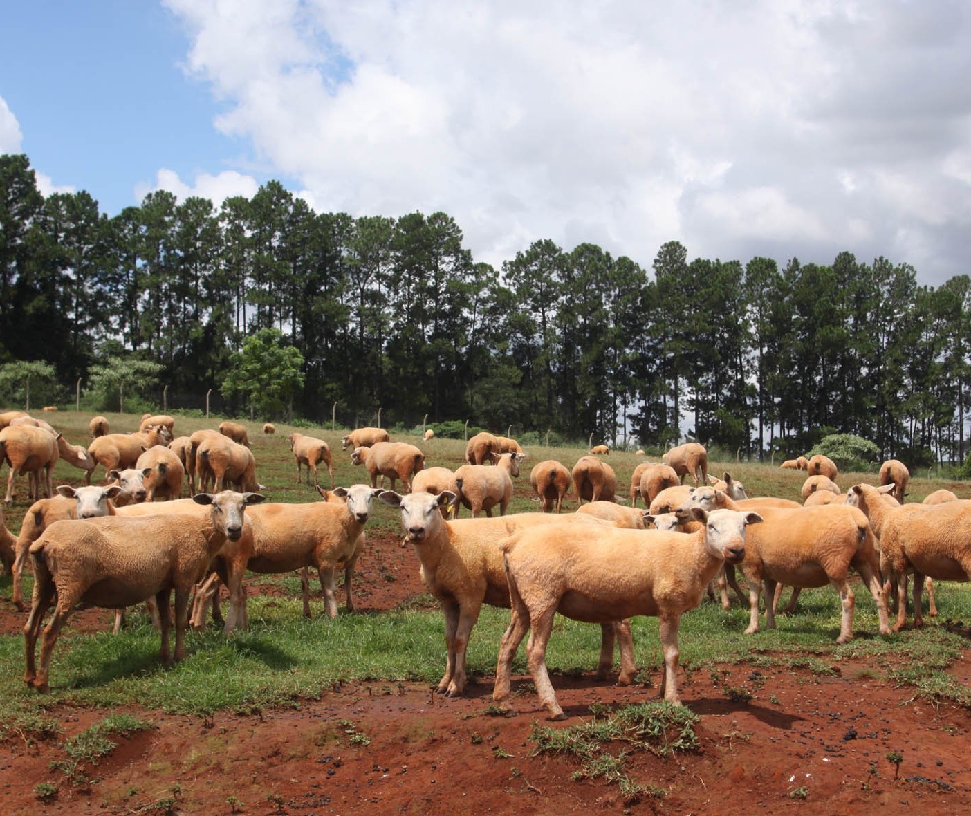 Aumento da procura por carne de ovinos no Paraná