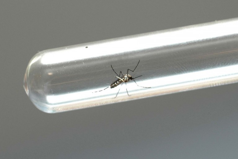 Maringá registra mais uma morte causada pela dengue
