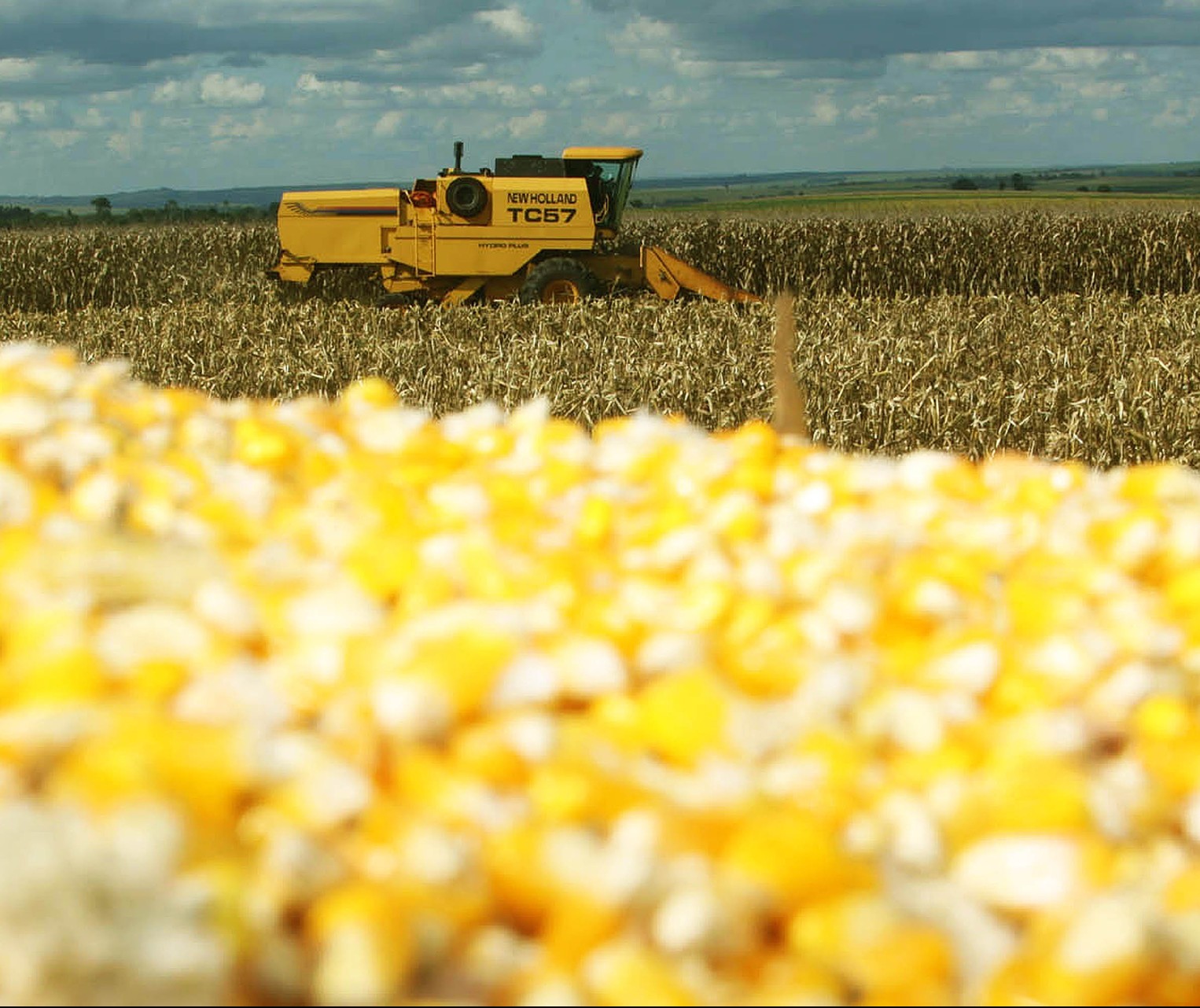 Colheita do milho chega a 41% da área no Paraná