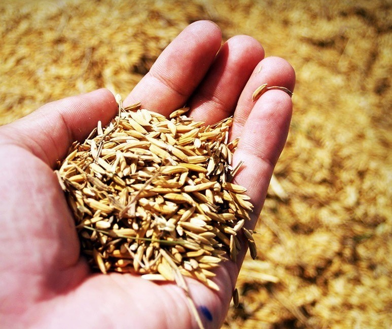 Preço do arroz segue valorizado após colheita chegar ao fim
