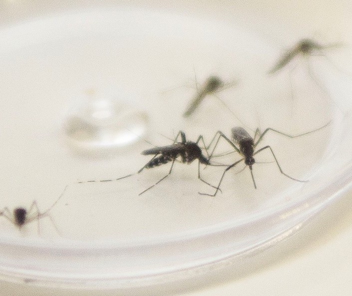 Secretaria de Saúde do PR confirma primeira morte por dengue em Maringá