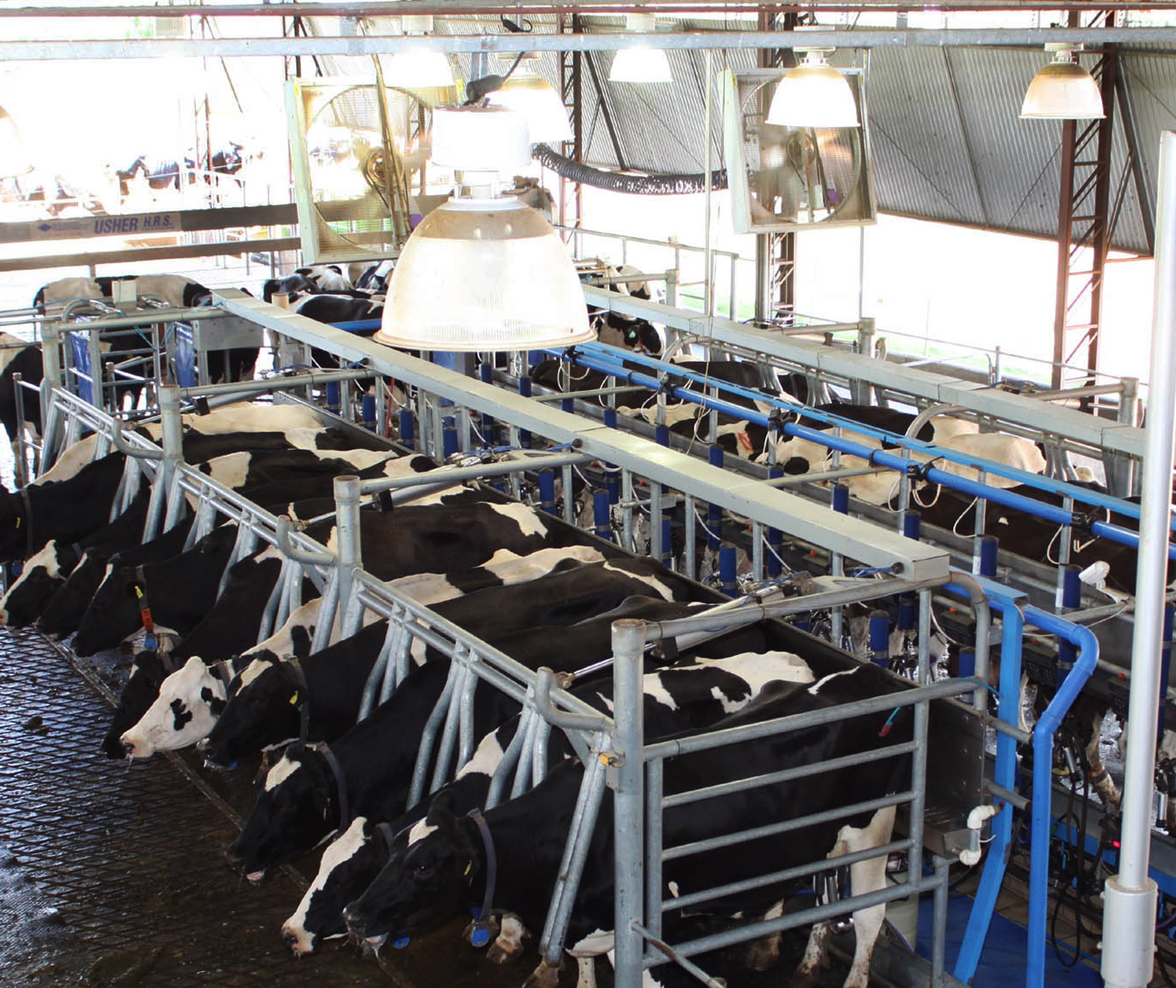 Produtores de leite relatam que indústrias não estão honrando valores estabelecidos pelo Conseleite