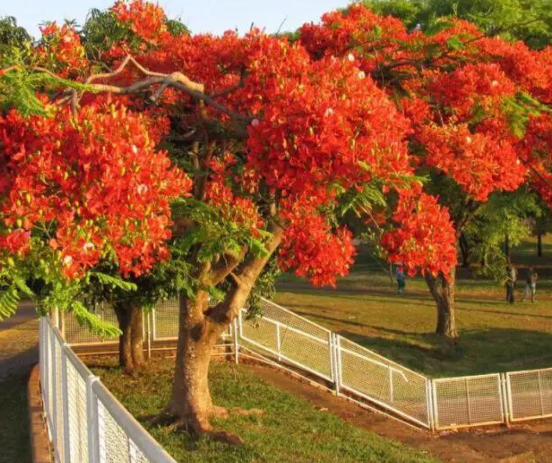 Sábado será quente em Maringá, com máxima perto dos 40º; veja os detalhes