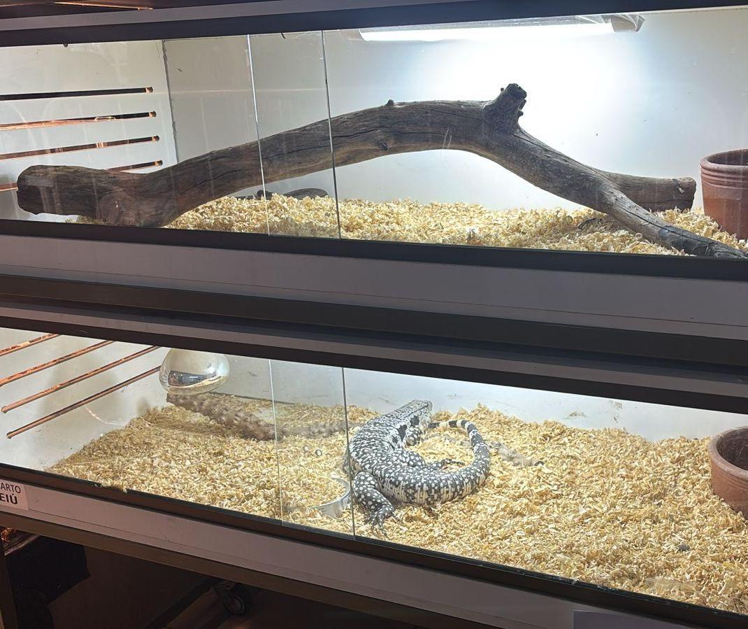 Cobras e lagartos: ter répteis como pets é um mercado em expansão