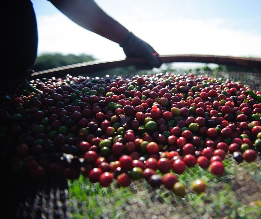 Devido a geada, café terá colheita 'cheia' este ano