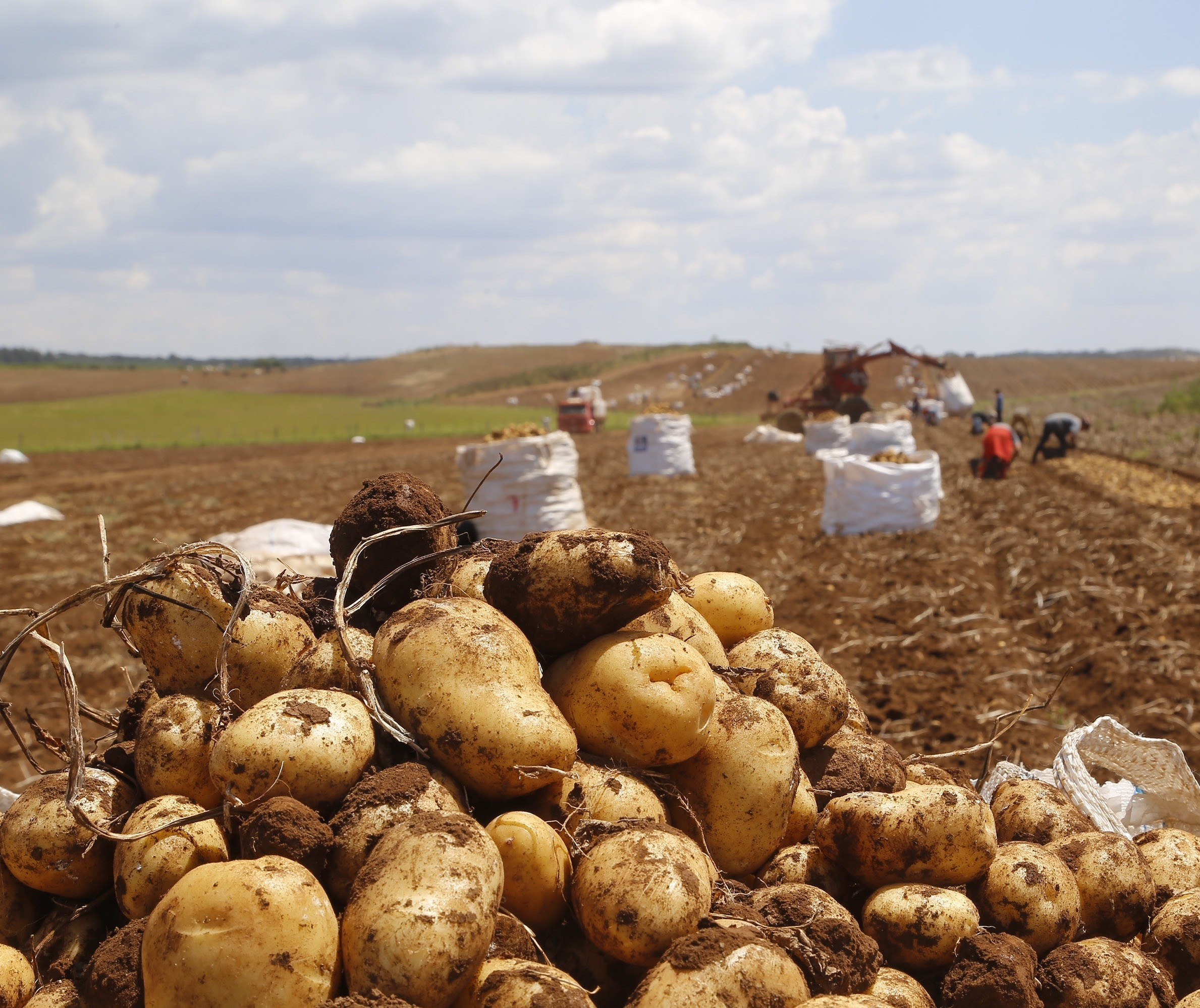Preços pagos aos produtores de batata e mandioca sobem