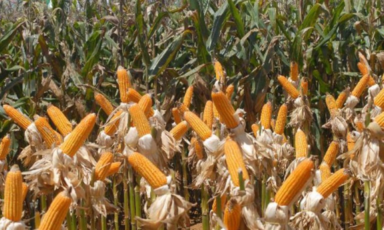 Mapa estuda mudar a data de plantio da segunda safra de milho para 2022