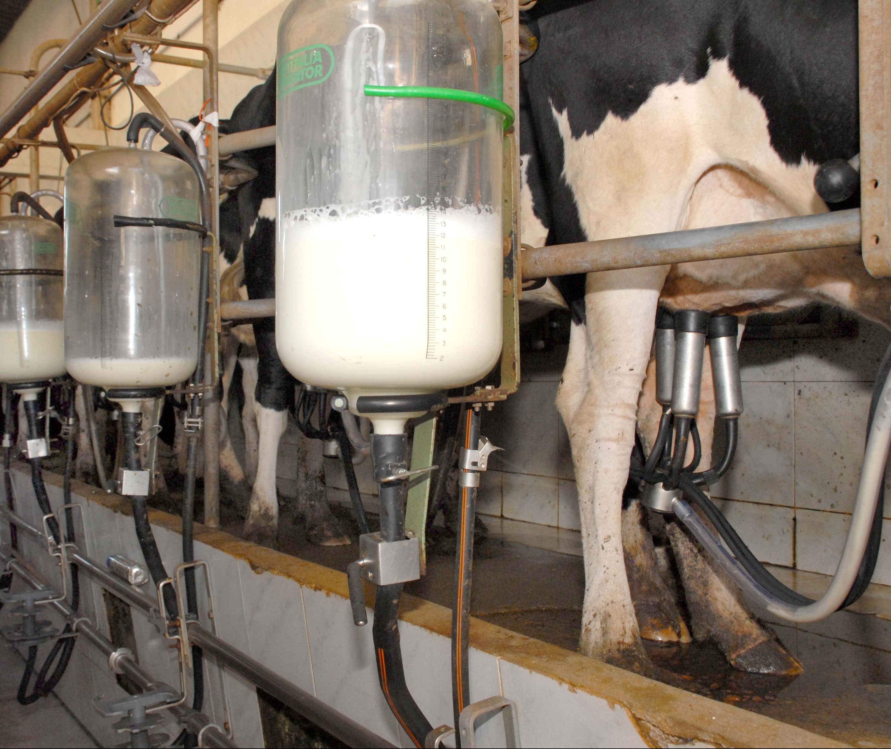 Preços do leite pagos ao produtor registraram alta em julho