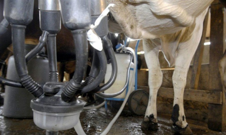 Preços do leite pagos ao produtor iniciam ano em queda