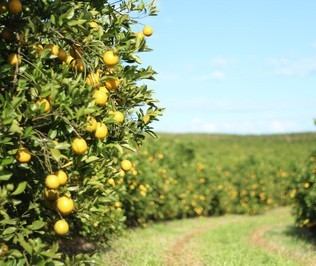 Safra de laranja no Paraná é 30% maior que a safra passada