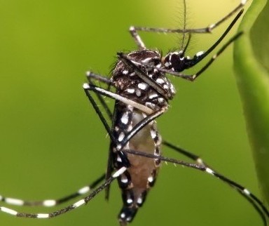 Maringá registra mais de 1.200 casos de dengue em uma semana