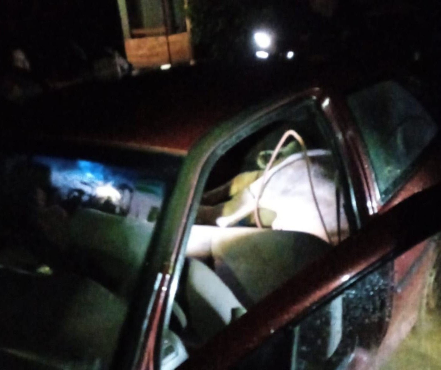 Boi furtado é encontrado amarrado dentro de carro na região de Maringá