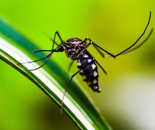 Paraná tem 27.627 novos casos de dengue e mais 38 mortes