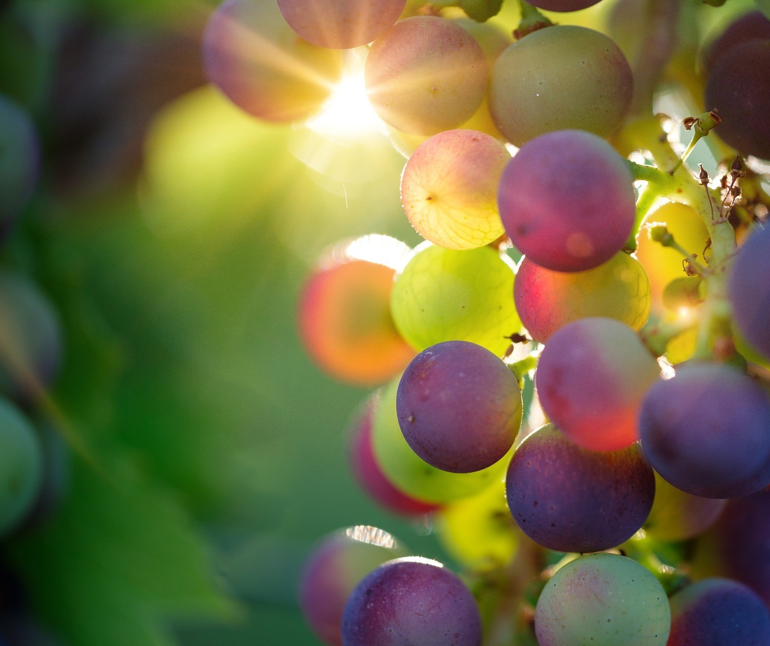 A região não garante a qualidade do vinho