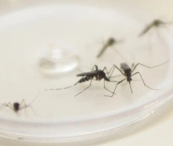 Maringá e Sarandi investigam mortes por dengue; Paraná tem mais de 8 mil novos casos