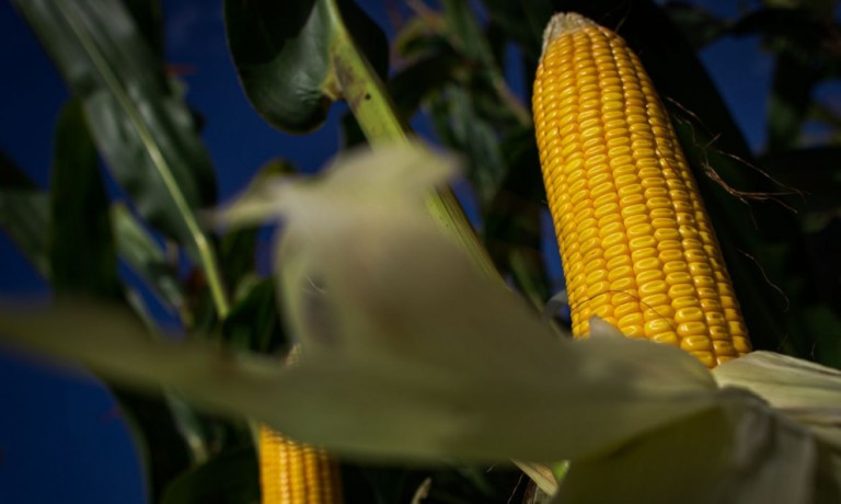 Preços do milho e da soja indicam estabilidade em projeções futuras