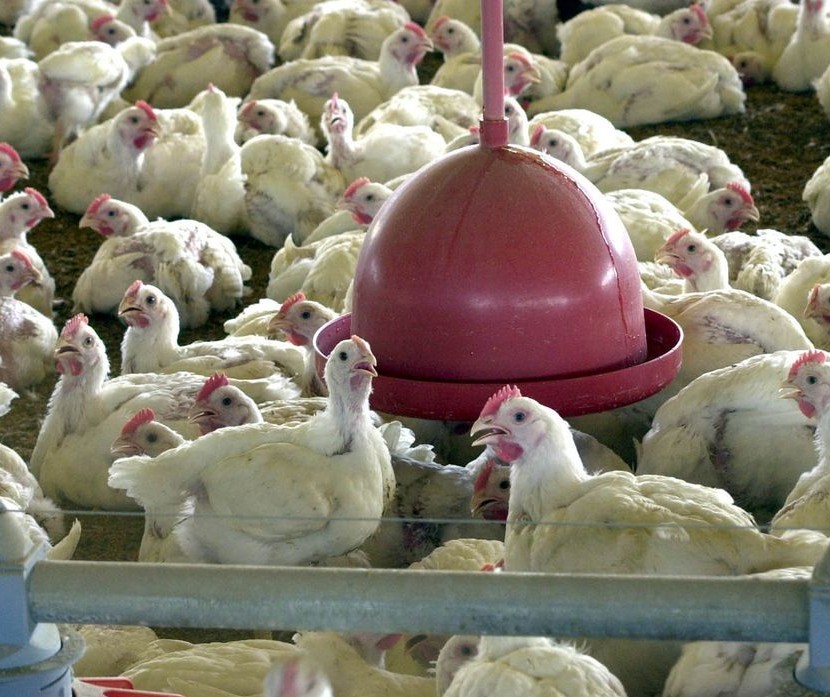 Preços do frango devem se manter estáveis em 2022