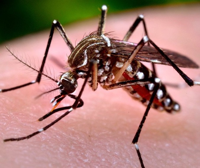 Número de casos de dengue em Maringá sobe para 89 no período