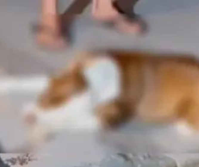 Saiba o que vai acontecer com motociclista que matou filhote de pitbull