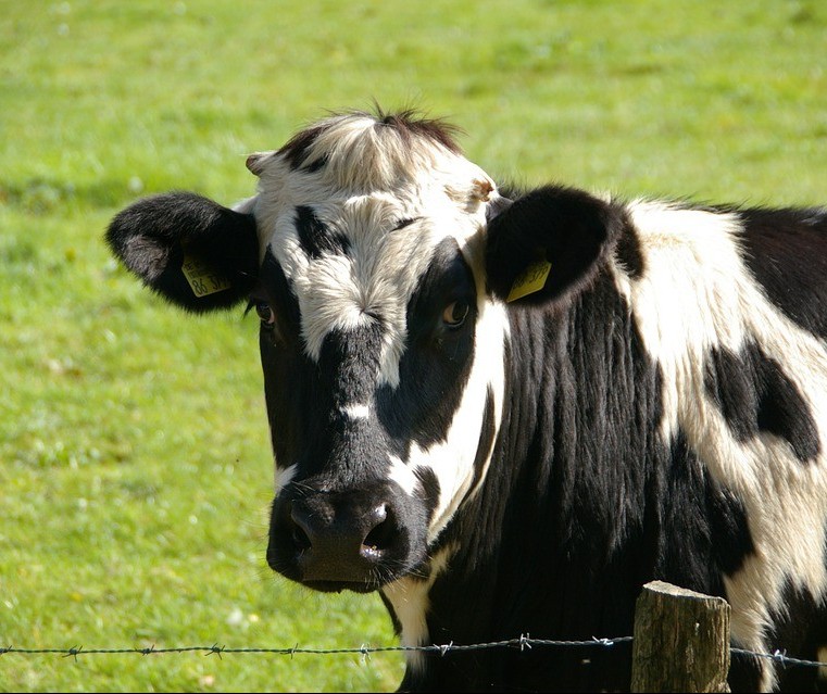 Vaca gorda custa R$ 132 a arroba em Maringá