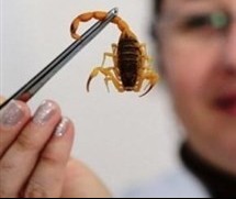 Escorpião amarelo pica criança de quase dois anos em Maringá