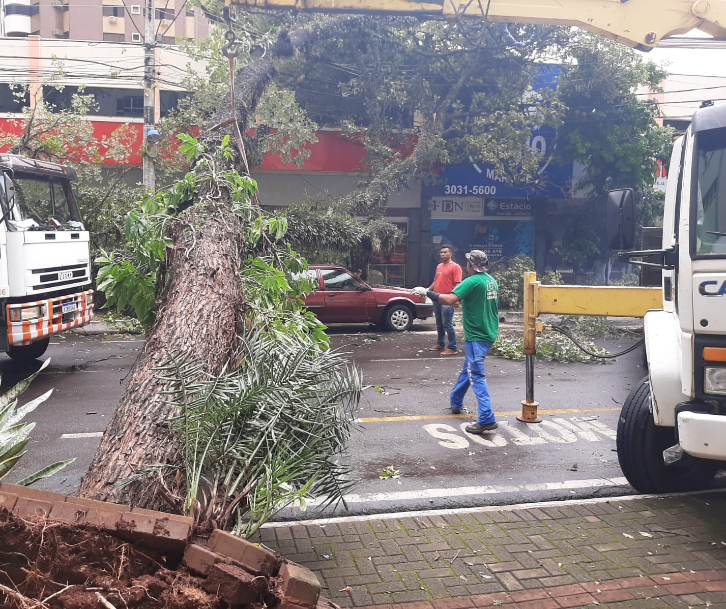 Durante temporal, árvore cai sobre carros estacionados, em Maringá