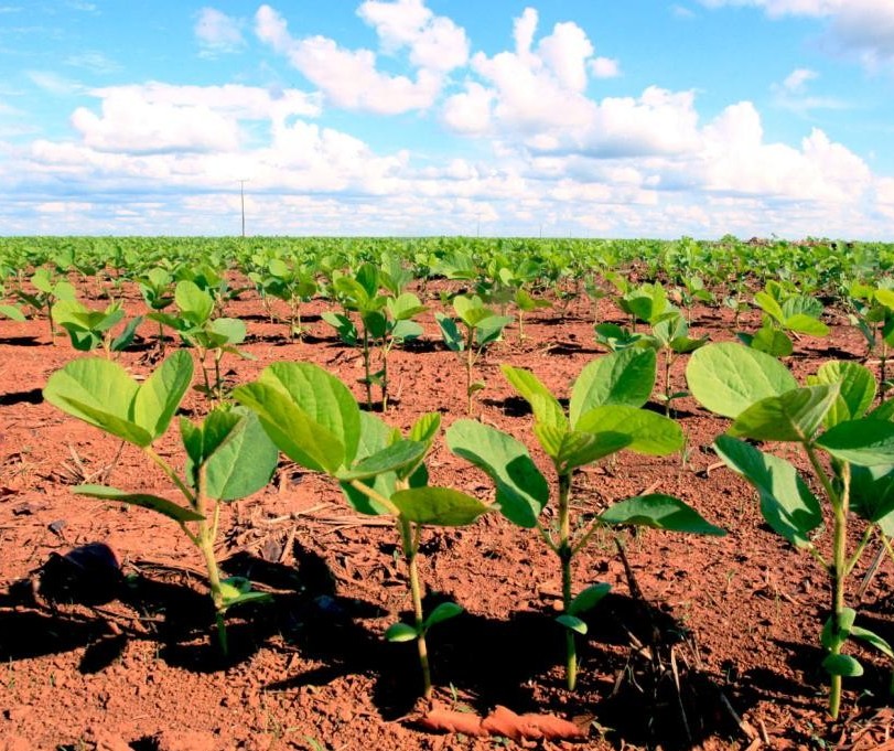 Paraná deve semear cerca de 5,5 milhões de hectares com soja na safra 2019/20