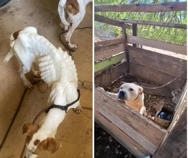 Ações policiais resgatam animais em situação de maus-tratos