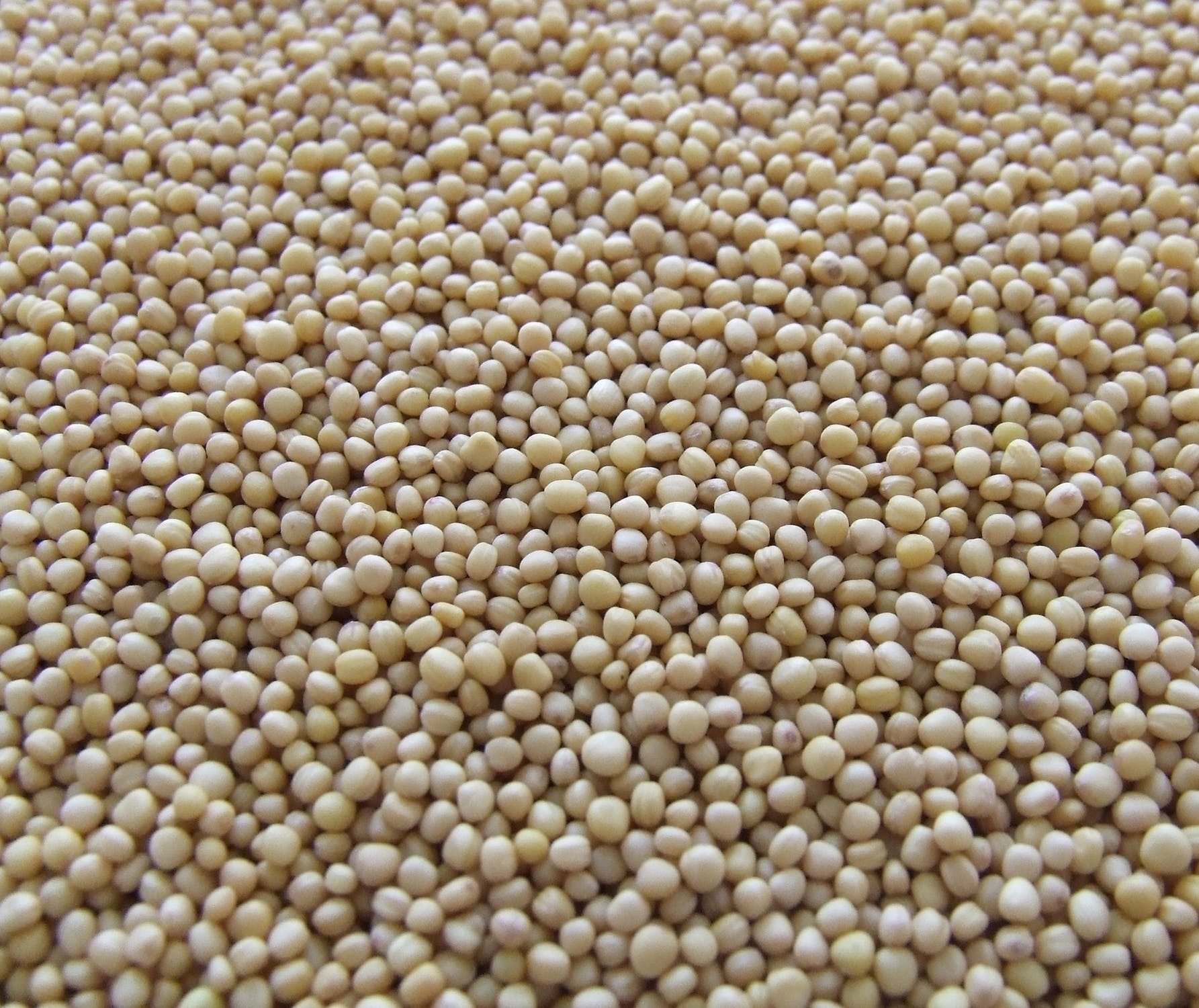 Produção de soja no PR deve ultrapassar 20 mi de toneladas
