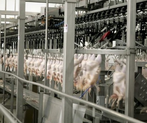 Novos frigoríficos do PR são habilitados para exportar frango à China 