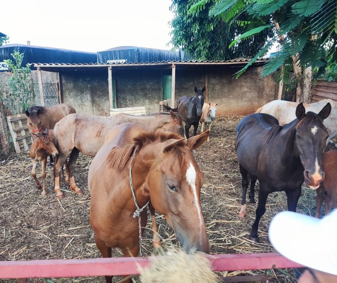 Grupo de assaltantes armados rende vigia e rouba cavalos da Secretaria de Meio Ambiente de Sarandi