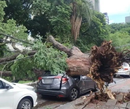 Árvore cai inteira sobre carro e bloqueia avenida na região central de Maringá