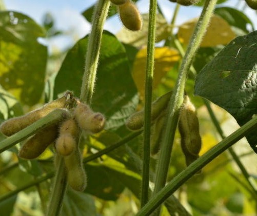 BR: FCStone aumenta estimativa diária plantada de soja em 0,27% para safra 2019/20