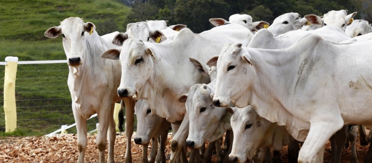 Mercado do boi gordo registra aumento da oferta em todo o Brasil