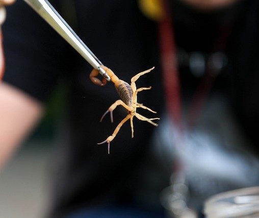 Epidemiologia registrou 32 acidentes com escorpiões este ano em Maringá