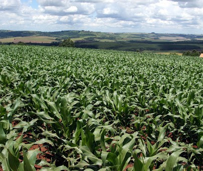 Estiagem prejudica lavouras de milho no PR e produtores ficam divididos