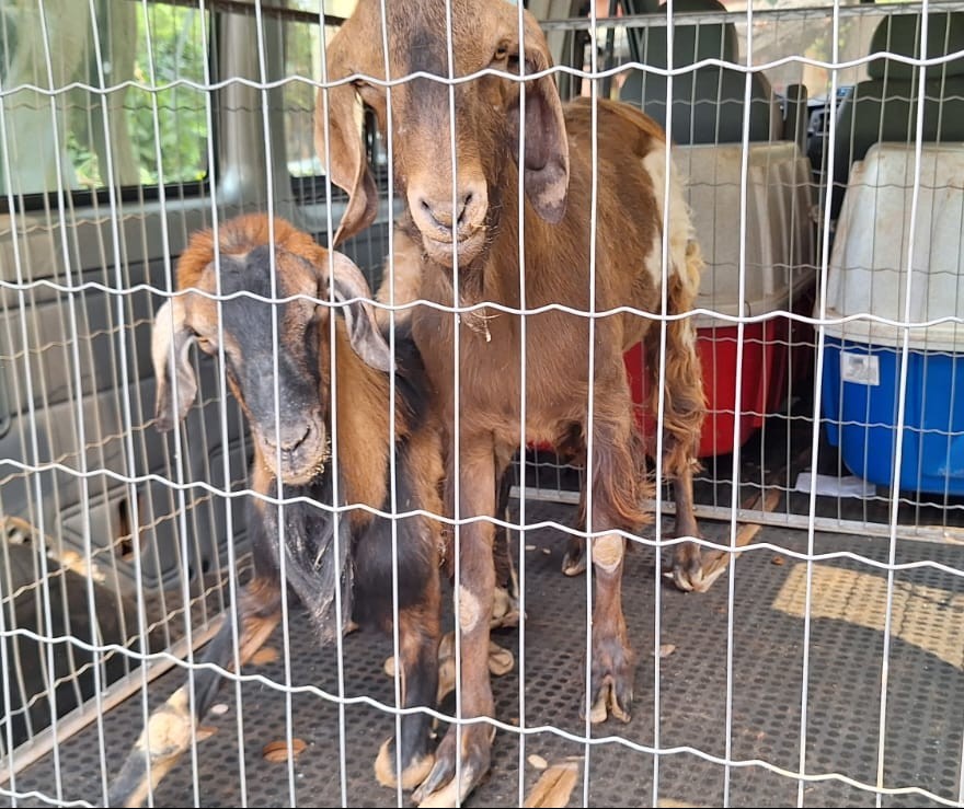 Bem-Estar Animal resgata sete caprinos em condições de maus-tratos