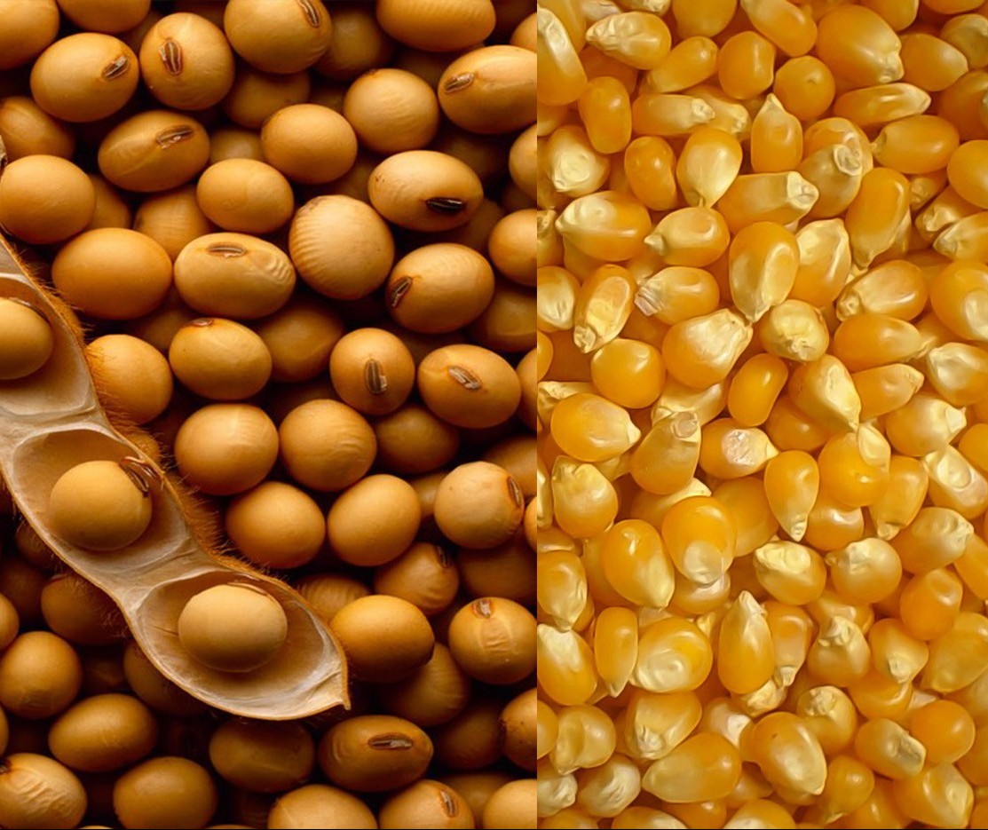 Atraso no ciclo da soja na safra de verão resulta em mudanças de planos para a safrinha de milho