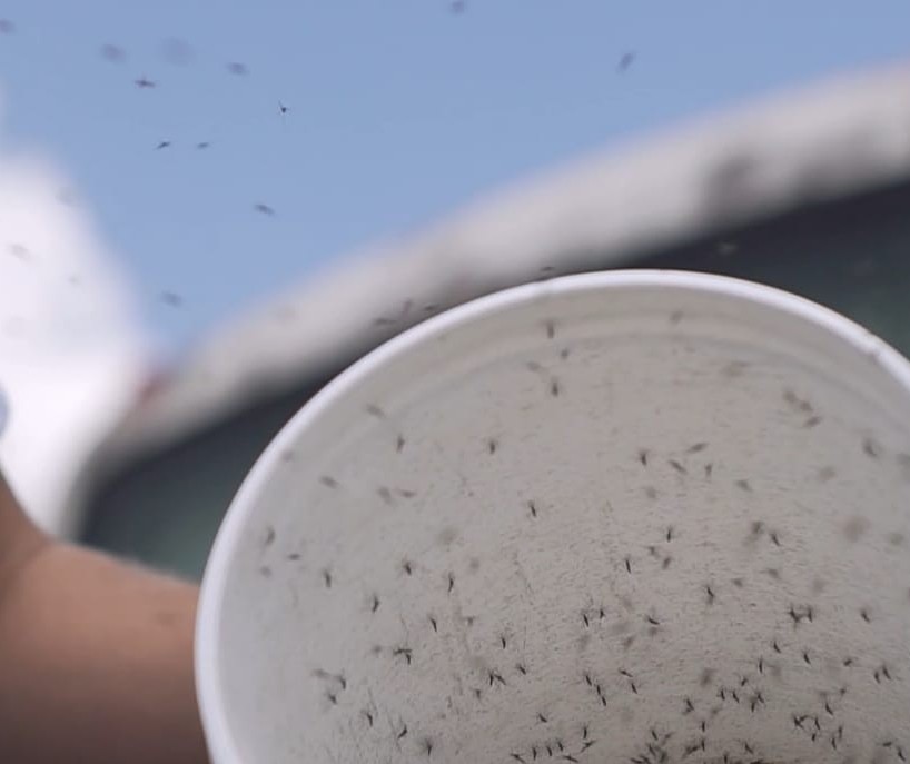 Biotecnologia israelense está erradicando o Aedes aegpyti em Ortigueira