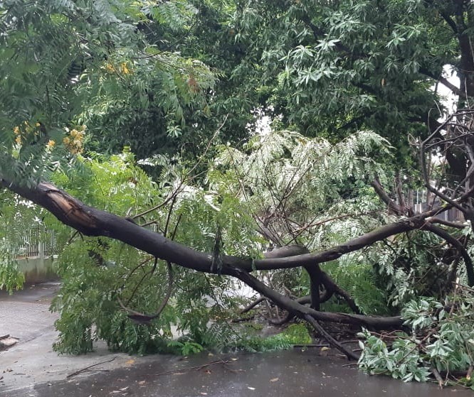 Chuva volumosa e vento forte derrubam 3 árvores e danificam postes