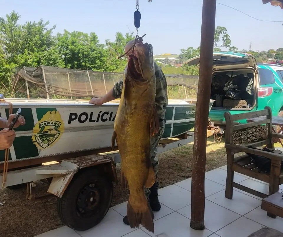 Pesca ilegal: homem é preso após pescar peixe de 90 kg no Rio Ivaí