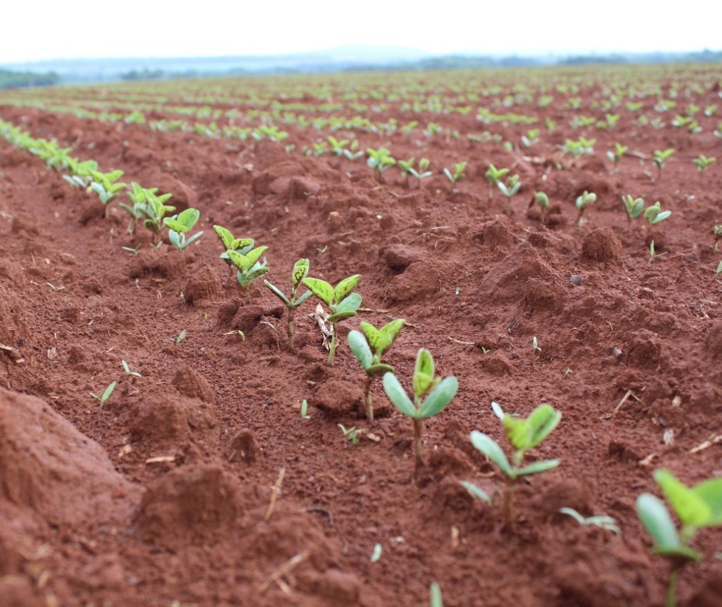 Plantio da soja no Brasil alcança 35% da área projetada para a safra 2019/20