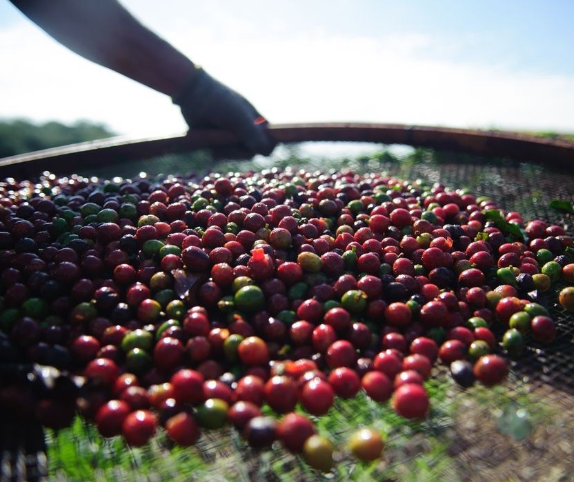 Produção está abaixo do consumo mundial de café
