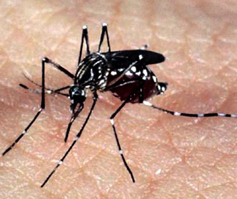 Maringá confirma a 6ª morte por dengue no atual período epidemiológico