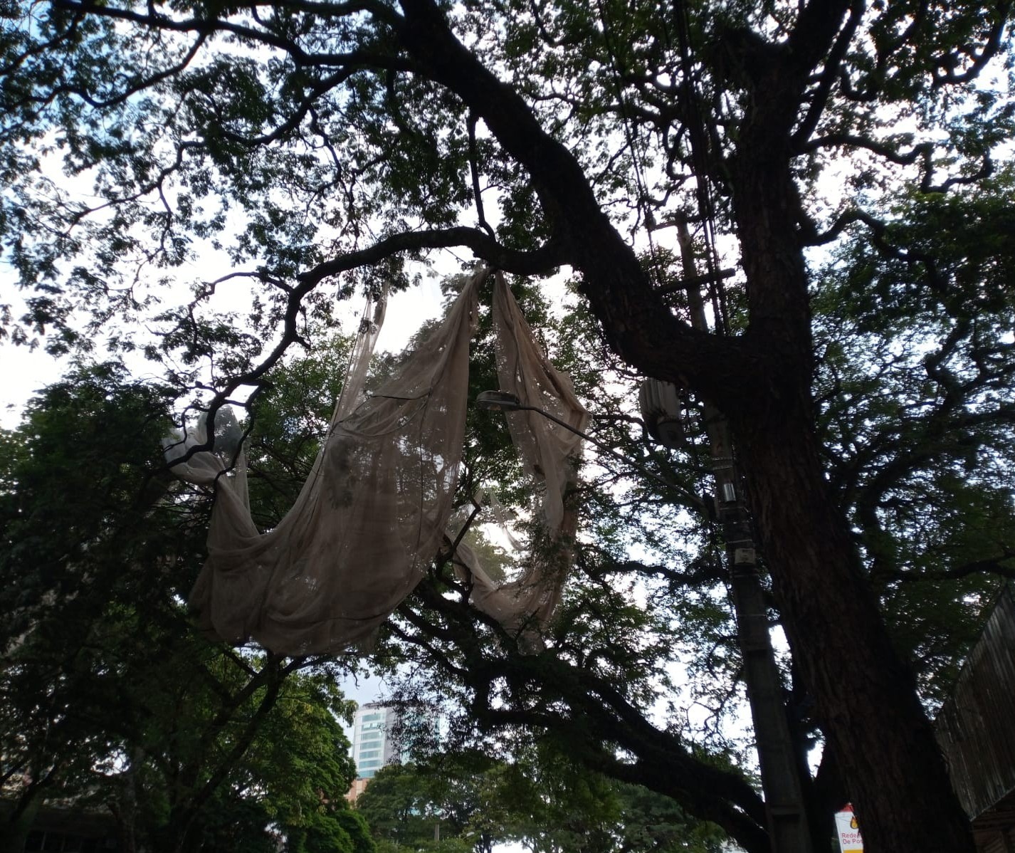 Rede presa em galhos de árvore na Avenida Brasil preocupa ouvinte