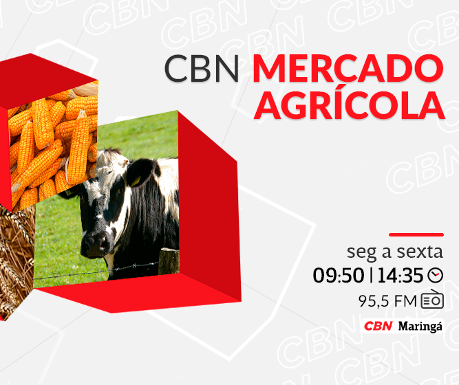 Café beneficiado é precificado a R$ 1.900,00 em Maringá