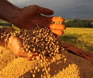 Preço da soja voltar a subir no mercado brasileiro