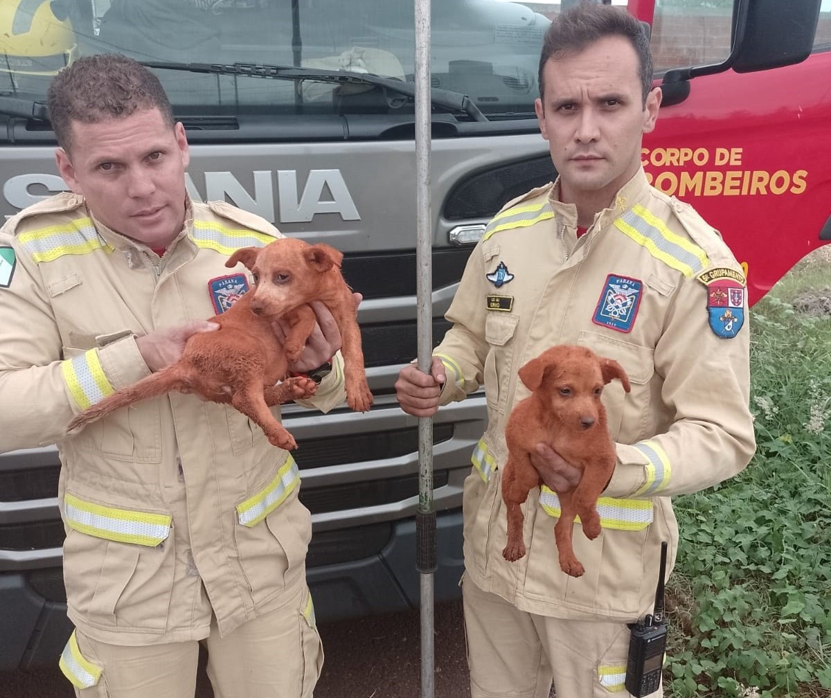 Bombeiros resgatam cães em buraco e ave presa em semáforo