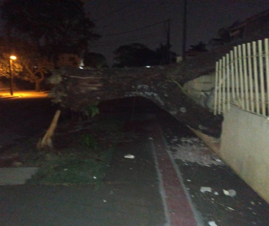 33 árvores caíram durante temporal em Maringá